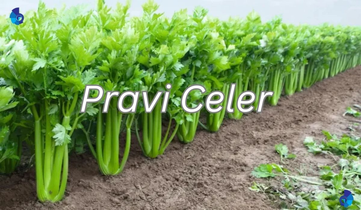 Pravi Celer