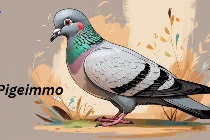 Pigeimmo