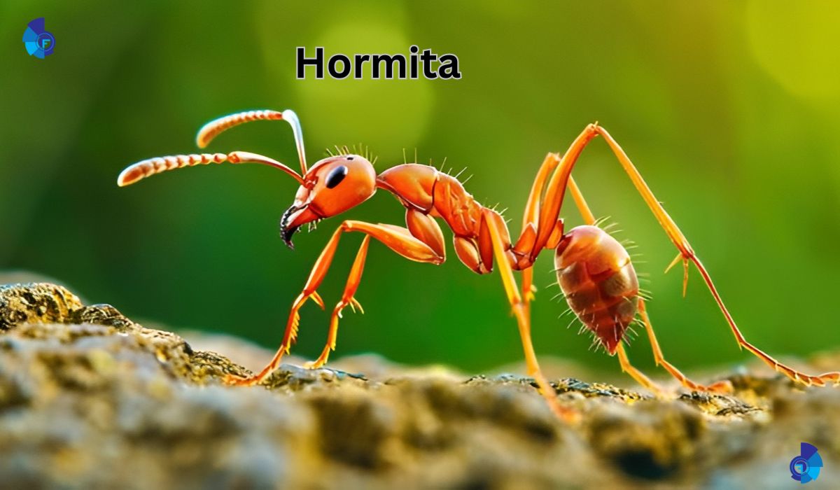 Hormita